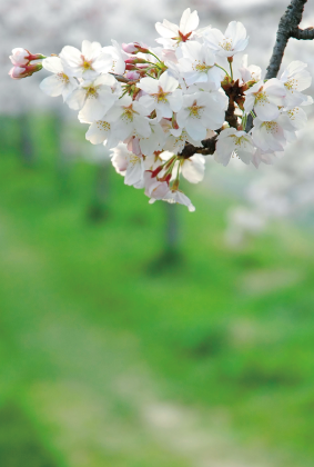 桜の風景ポストカード / 商品番号 1001