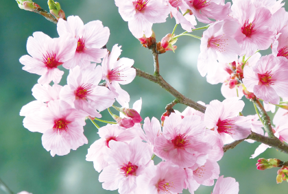 桜の風景ポストカード / 商品番号 2360