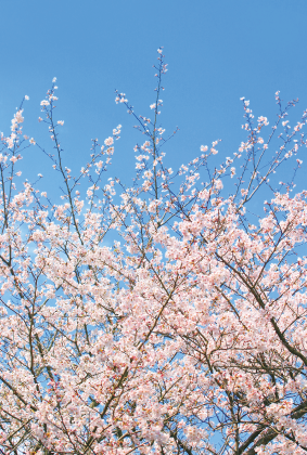 桜の風景ポストカード / 商品番号 3637