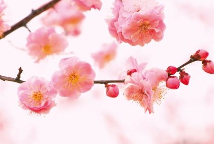 桜の風景ポストカード / 商品番号 3642