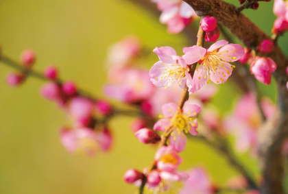 桜の風景ポストカード / 商品番号 3643