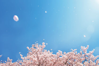 桜の風景ポストカード / 商品番号 4009