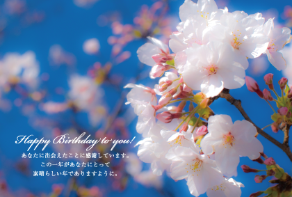 桜のポストカード：商品番号 4211