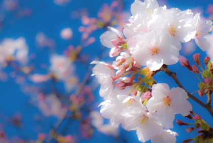 桜のポストカード / 商品番号 4261