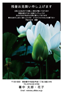 暑中見舞いはがき/花・植物