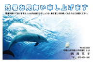 イルカの残暑見舞いはがき