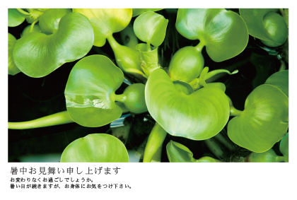 暑中見舞い（緑葉）ポストカード：商品番号 s0034