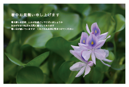 暑中見舞い（花）ポストカード：商品番号 s0058