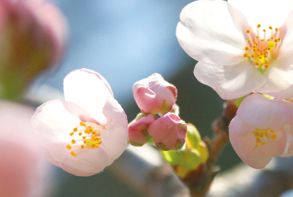 桜の風景ポストカード / 商品番号 1003