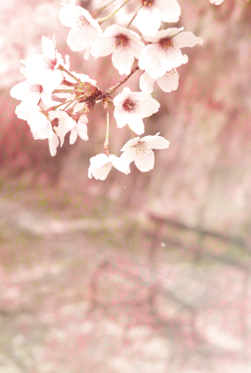 桜の風景ポストカード / 商品番号 1005