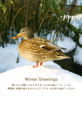 鴨（寒中見舞い）のポストカード：商品番号 1055