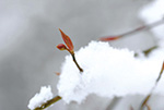 雪風景