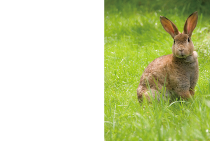 ウサギのポストカード / 商品番号 3018
