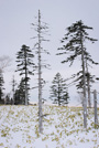 北海道・雪風景(阿寒)ポストカード