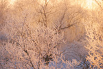 北海道・雪風景(音更)ポストカード