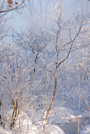 北海道・雪風景(更別)ポストカード