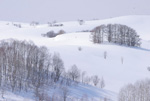 北海道・雪風景(士別)ポストカード