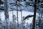 北海道・雪風景(鹿追)ポストカード