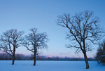 北海道・雪風景(鹿追)ポストカード