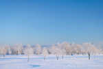 北海道・雪風景(帯広)ポストカード