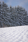 北海道・雪風景(中富良野)ポストカード