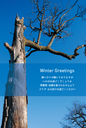 枯れ木（寒中見舞い）のポストカード：商品番号 3589