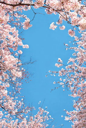 桜の風景ポストカード / 商品番号 4008