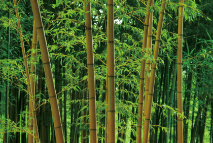 竹のポストカード / 商品番号 4050