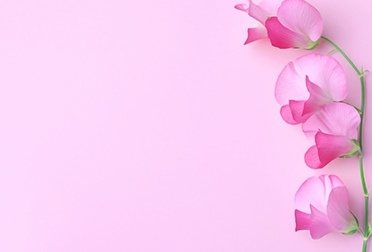 スイートピーのポストカード / 商品番号 5172