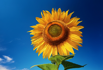 ひまわりのポストカード / 商品番号 5178