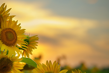 ひまわりのポストカード / 商品番号 5182