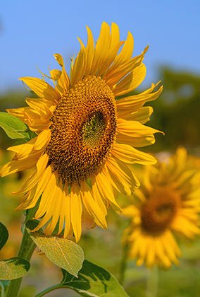 ひまわりのポストカード / 商品番号 5190