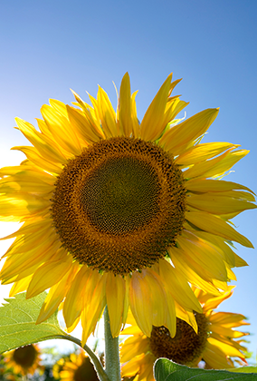 ひまわりのポストカード / 商品番号 5191