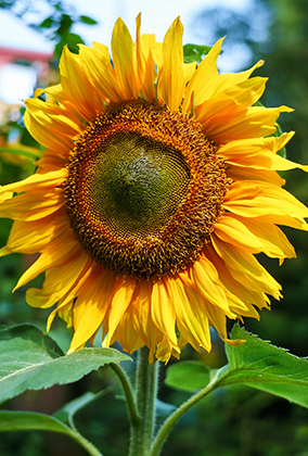 ひまわりのポストカード / 商品番号 5192