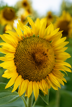 ひまわりのポストカード / 商品番号 5193