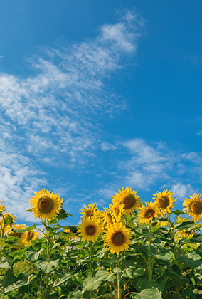 ひまわりのポストカード / 商品番号 5194