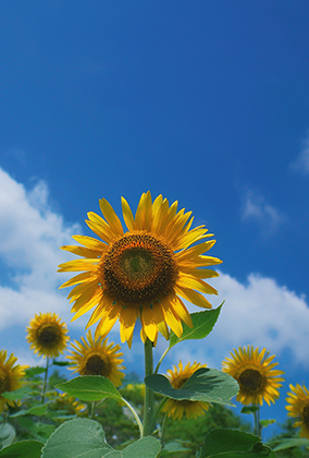 ひまわりのポストカード / 商品番号 5195