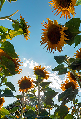 ひまわりのポストカード / 商品番号 5196