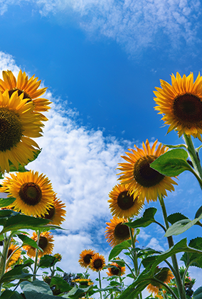 ひまわりのポストカード / 商品番号 5197