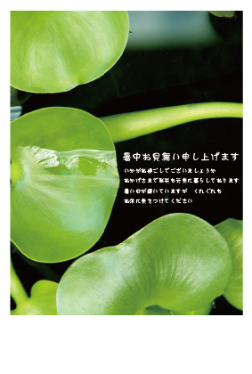 暑中見舞い（緑葉）ポストカード：商品番号 s0016