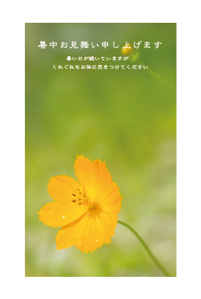 暑中見舞い（花）ポストカード：商品番号 s0051