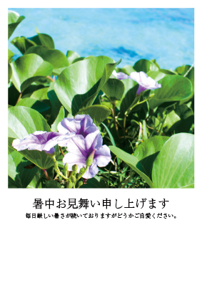 暑中見舞い（花）ポストカード：商品番号 s0093